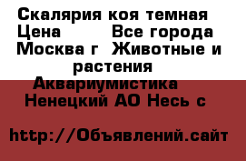 Скалярия коя темная › Цена ­ 50 - Все города, Москва г. Животные и растения » Аквариумистика   . Ненецкий АО,Несь с.